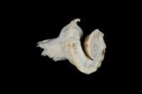 藏品(瑪娃花仙螺)的圖片